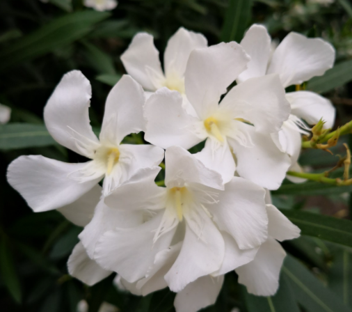 白色夹竹桃有毒吗