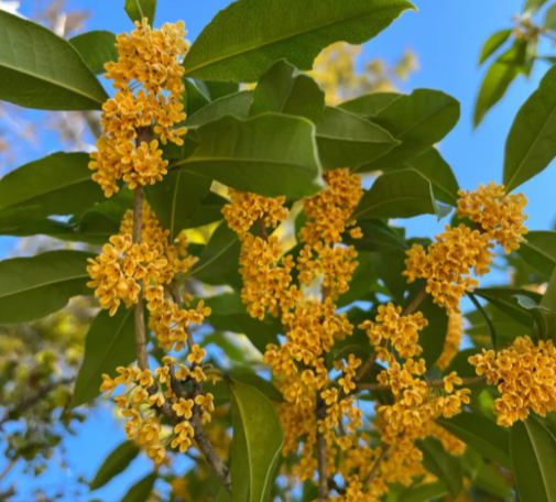 桂花的用途有哪些