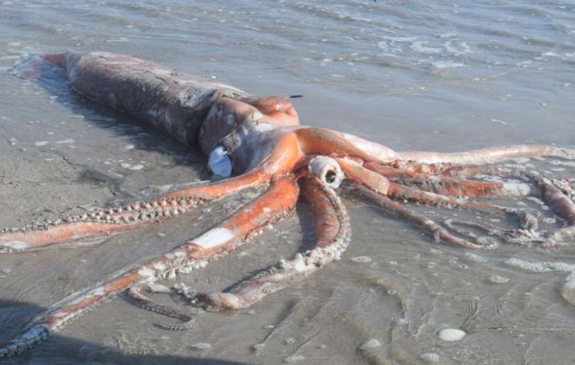 大王乌贼有多大