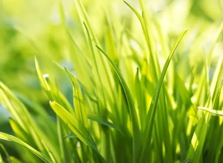 小草的作用有哪些