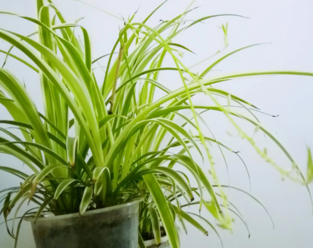 吸收甲醛的植物有哪些