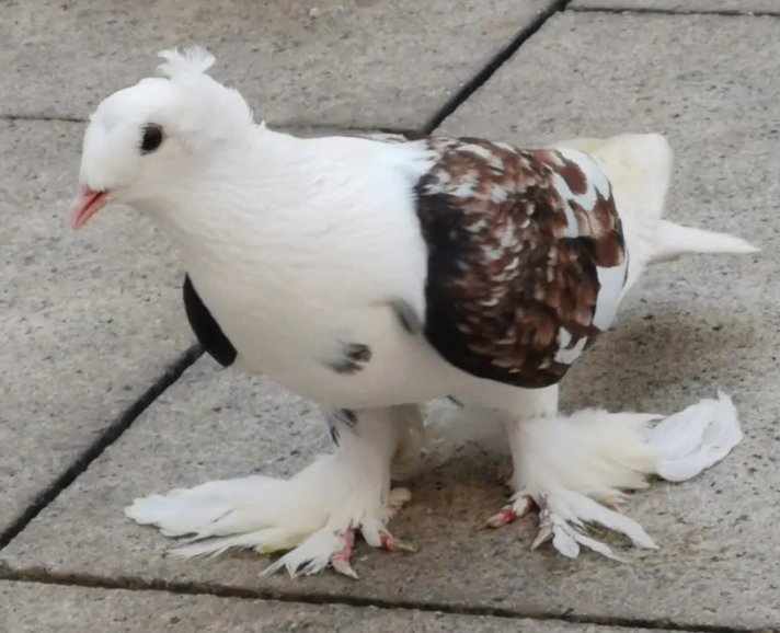 鸽子养殖大棚如何搭建