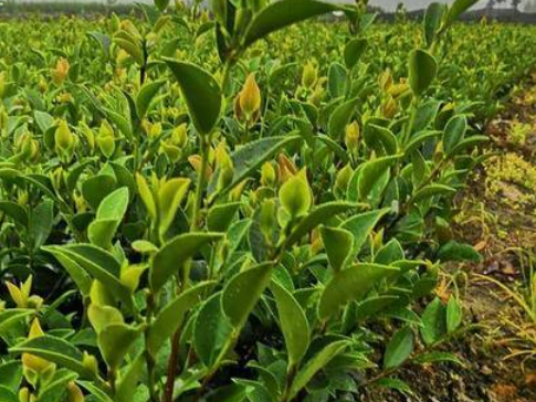 油茶树苗价格如何