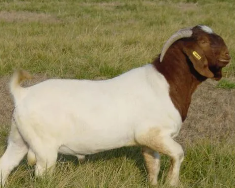 波尔山羊如何养殖