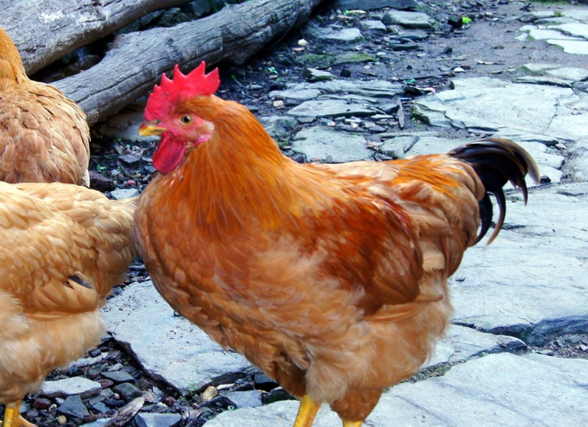 土鸡养殖技术视频