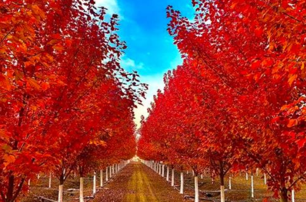 美国红枫种植技术