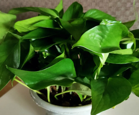 绿萝叶子发黄的原因以及解决方法