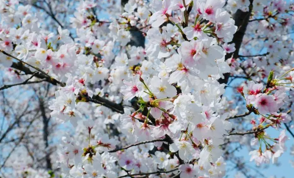 春天开的花有哪些