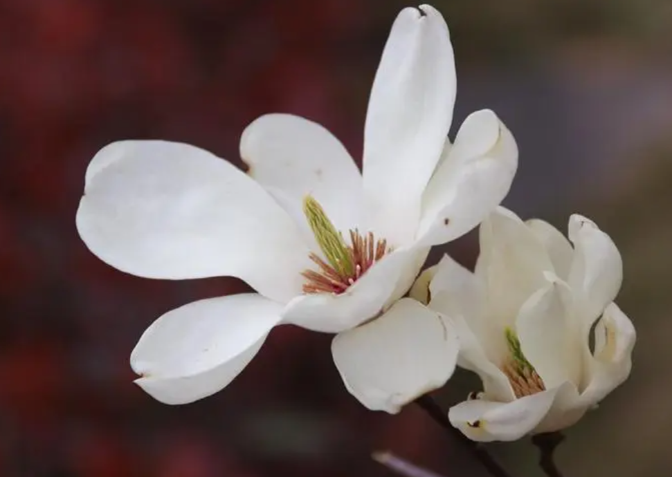 玉兰花的花语和寓意
