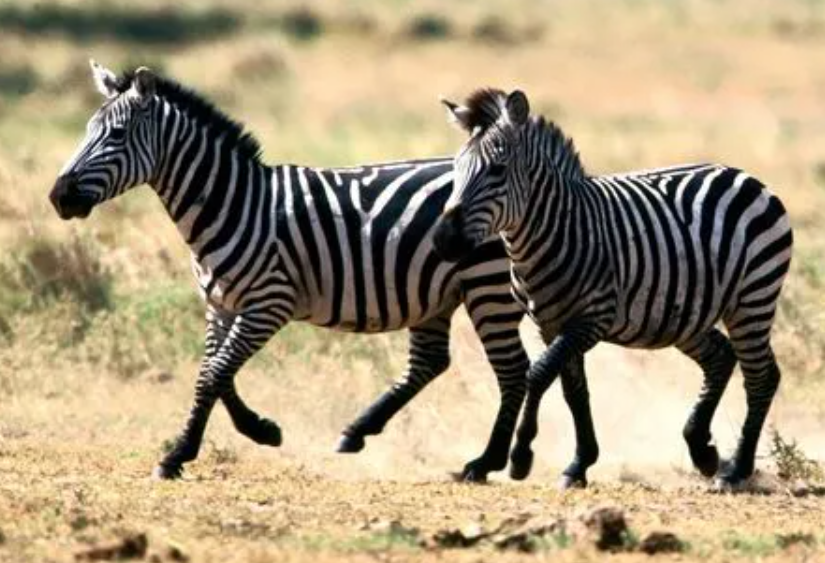 斑马是白底黑纹还是黑底白纹