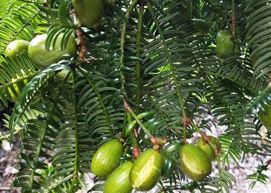 香榧的功效与作用