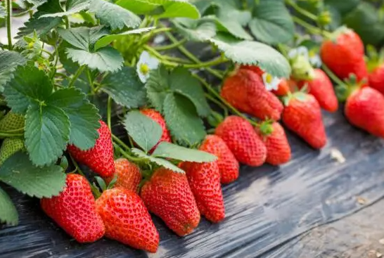 草莓什么季节成熟