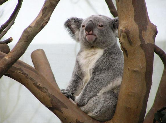 树懒和考拉的区别