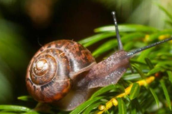 蜗牛的生活习性