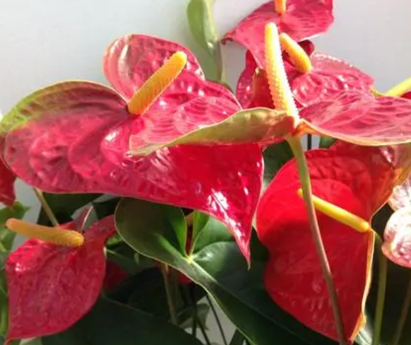 红掌换盆后要浇水吗