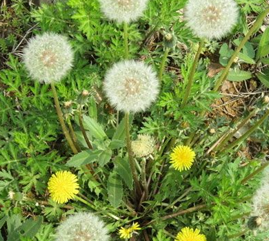 蒲公英的特点