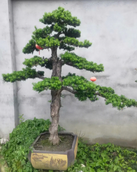 罗汉松盆景图片