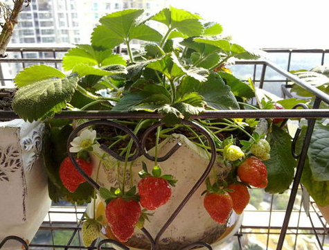 阳台种植草莓