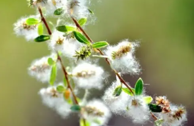 柳树靠什么传播种子?