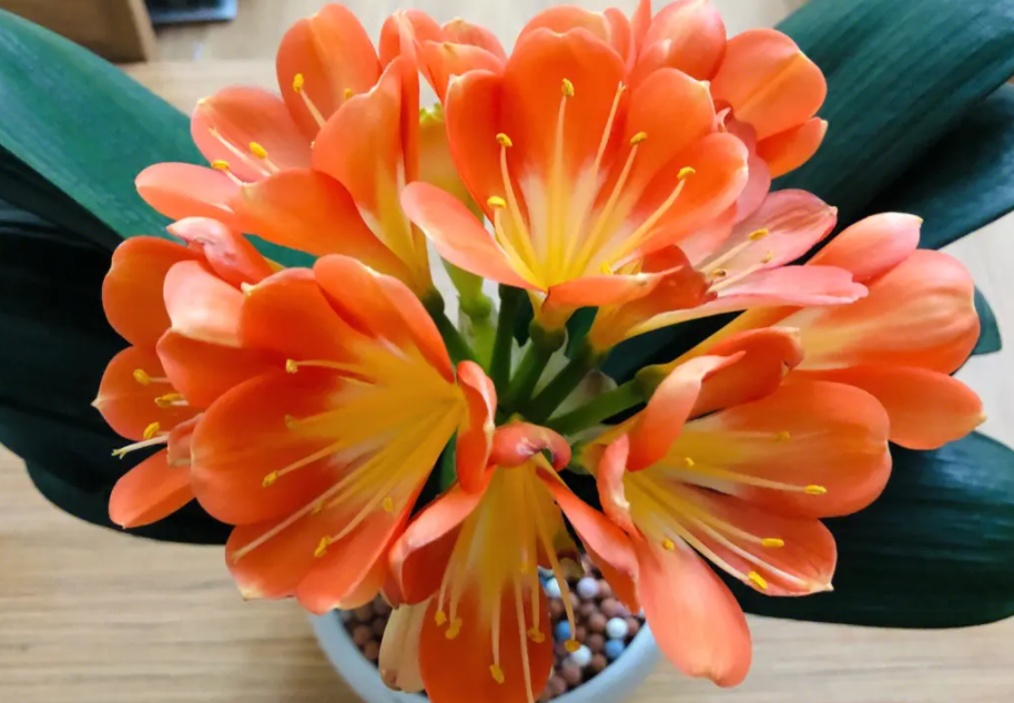 君子兰烂根怎么补救