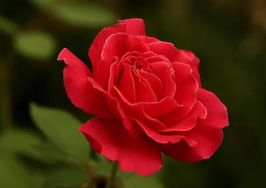 月季花叶子发黄枯萎是怎么回事