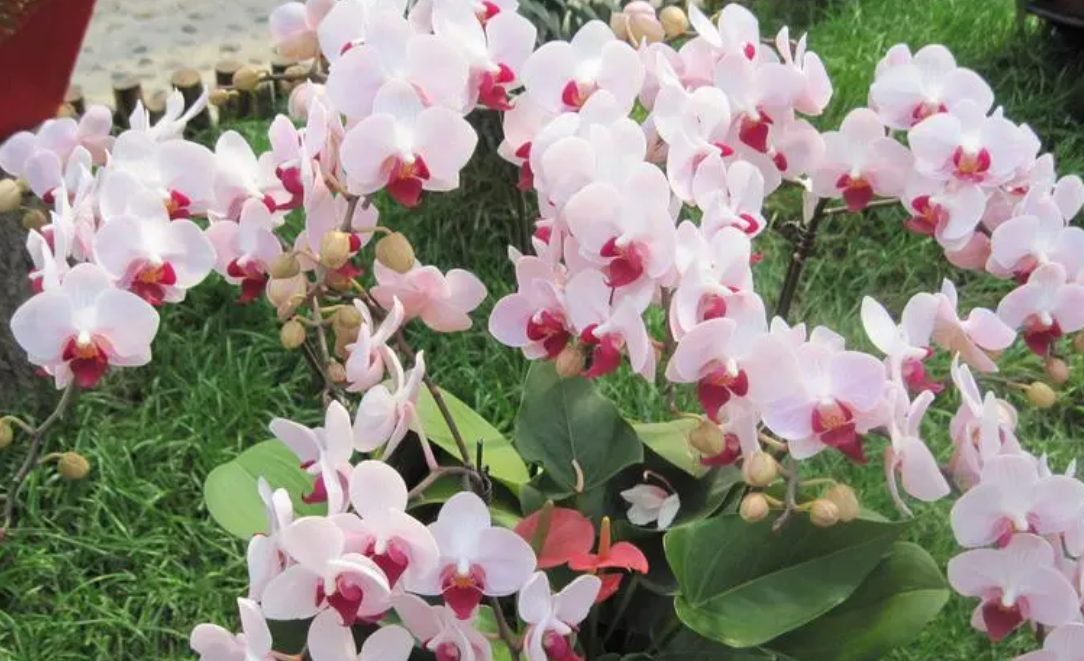 蝴蝶兰开完花后怎么处理方法