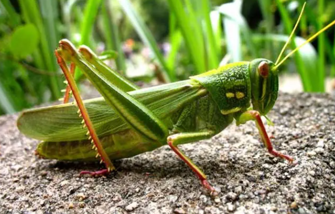 农村常见的虫子