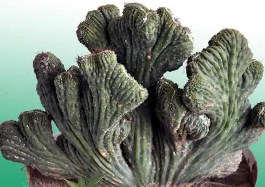 仙人山换盆后要浇水吗