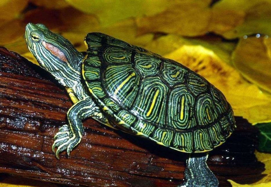 巴西龟能长多大