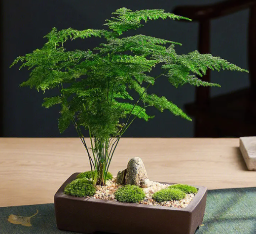 为什么家里不能养文竹