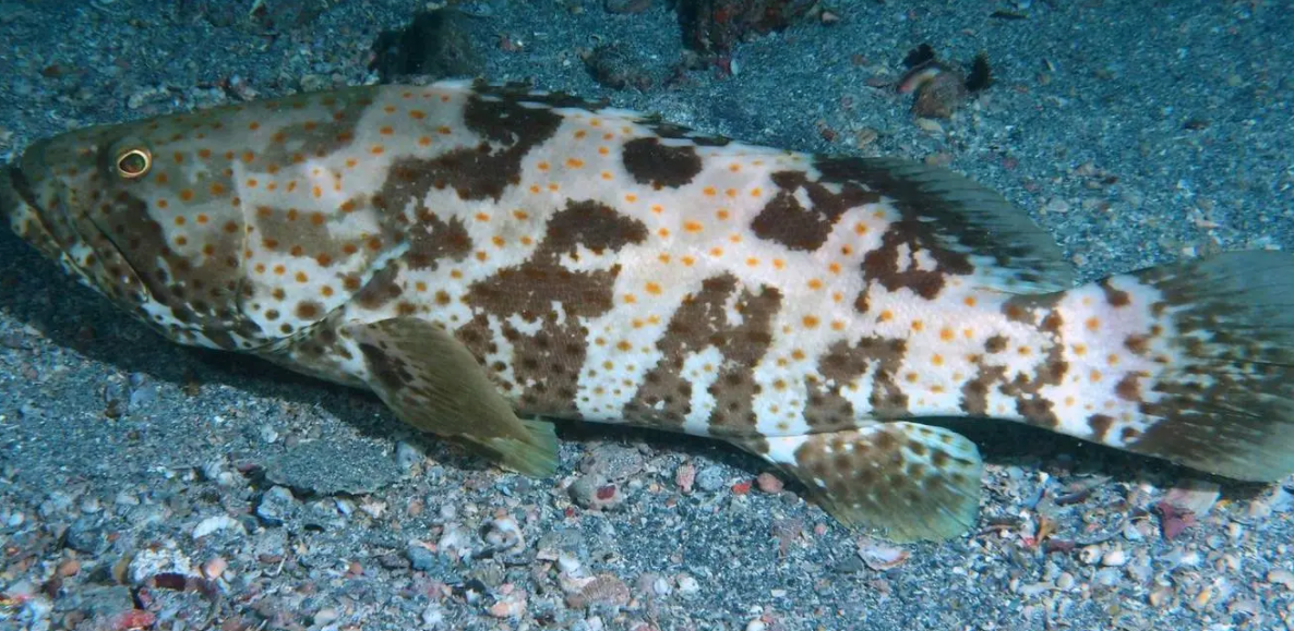 石斑鱼多少钱一斤