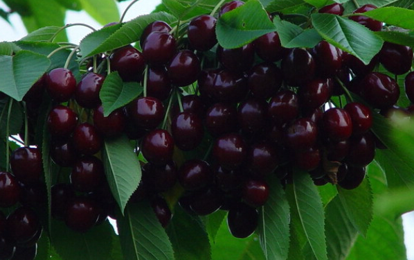 黑珍珠樱桃