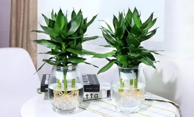 富贵竹怎么水养才旺盛