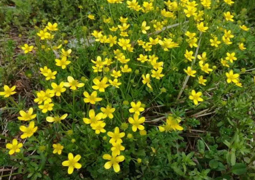 世界上最小的花