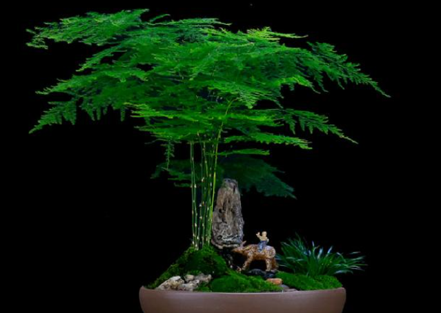 文竹叶子黄了怎么办