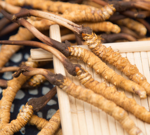 一根虫草多少钱