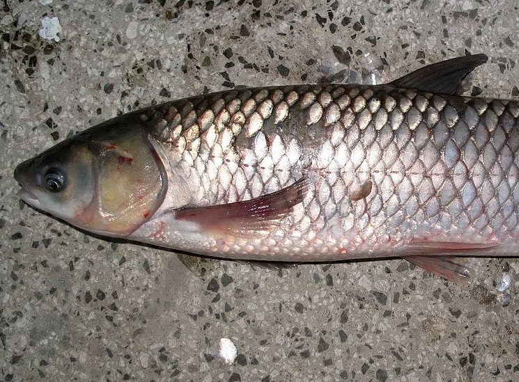 草鱼养殖技术是什么