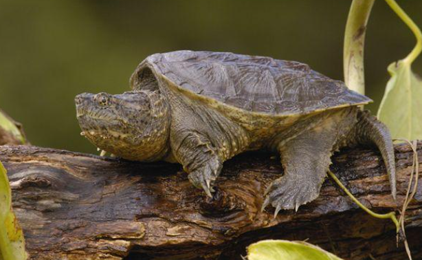 鳄鱼龟养殖技术