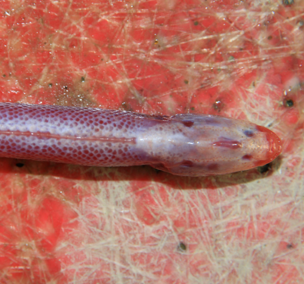 红狼牙鰕虎鱼怎么吃