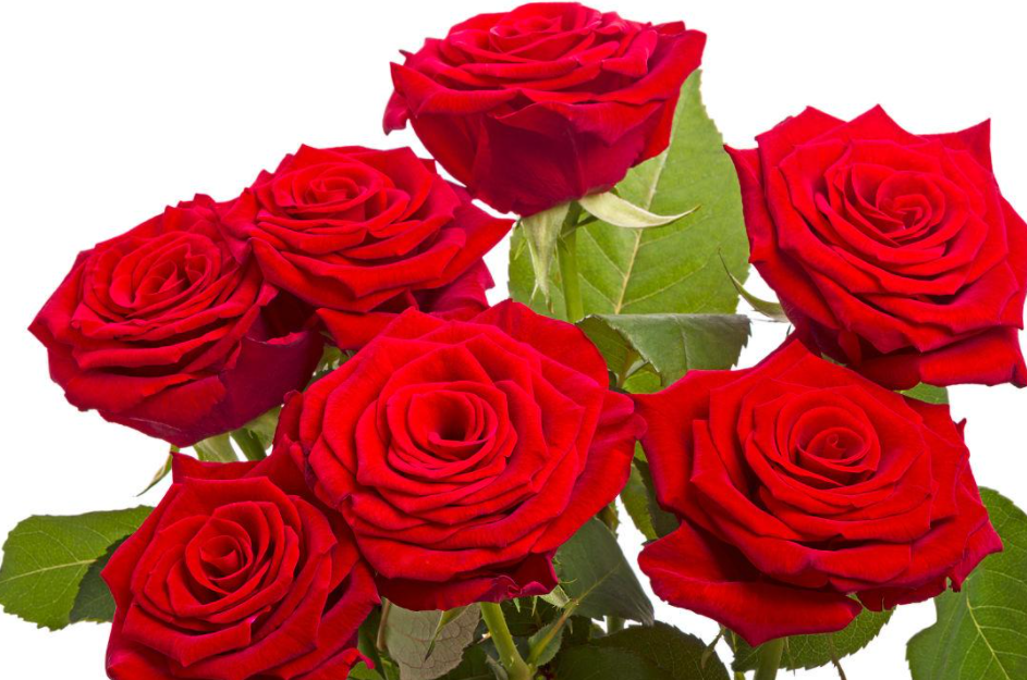 7朵玫瑰代表什么