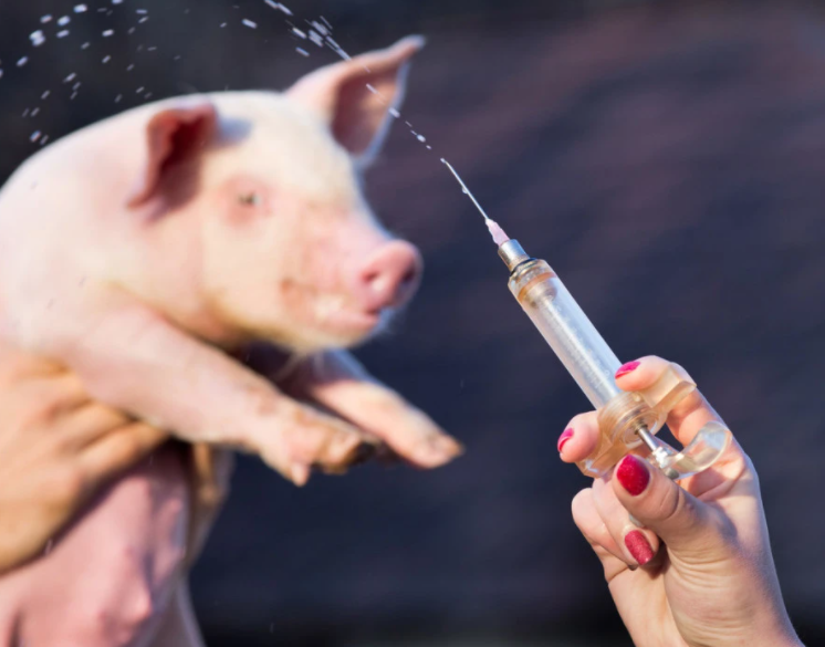 猪口蹄疫的治疗