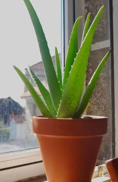 吸收二氧化碳的植物