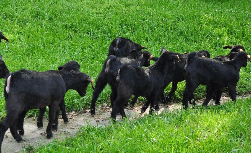 黑山羊养殖技术