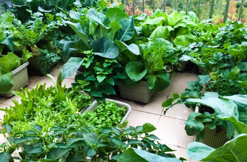 阳台适合种什么