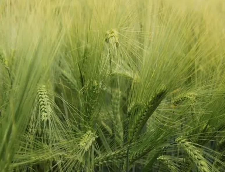 北方适合种什么