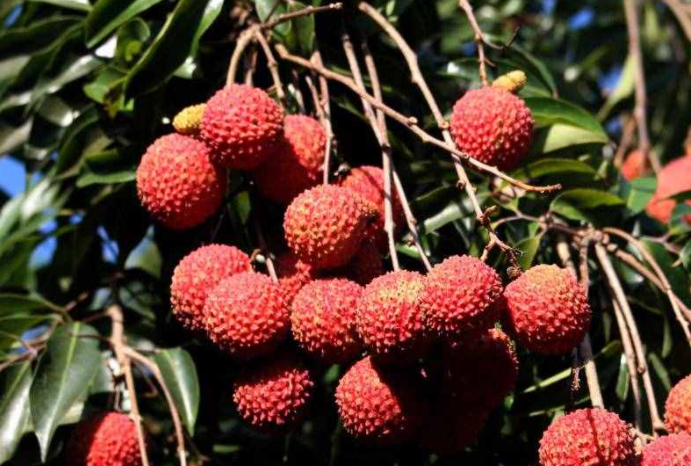 南方适合种什么