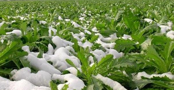 冬天适合种什么