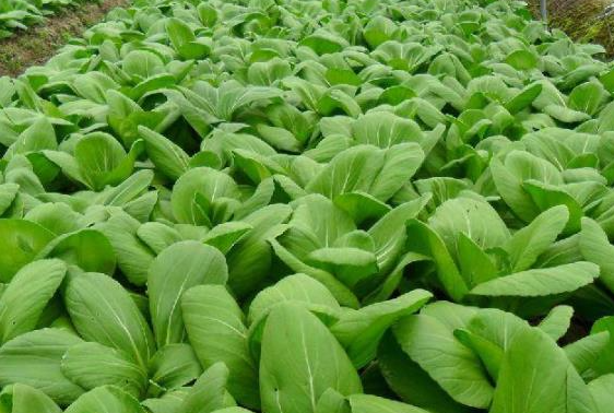 现在适合种什么