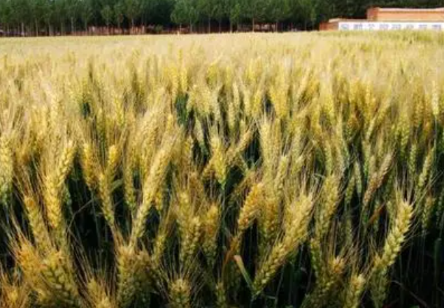 河南适合种什么