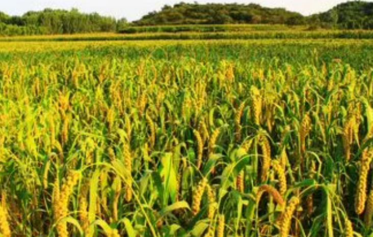 东北适合种什么